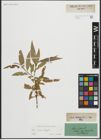 Foto von Salix alba L. x Salix fragilis L.